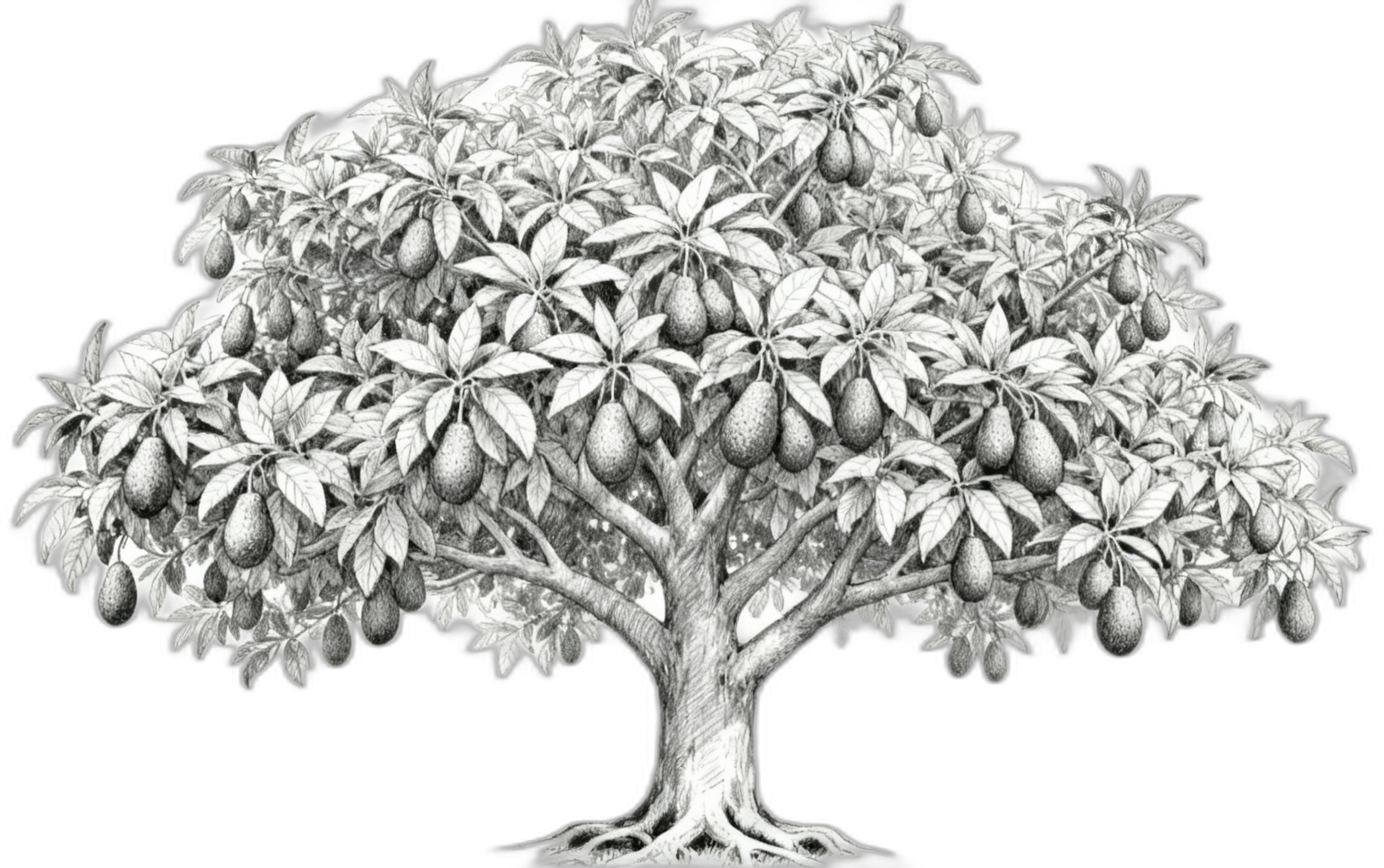 Avocado tree illustration